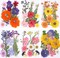 72 Pcs Dried Pressed Flowers for Resin Molds Real Pressed Flowers Dry Leaves Bulk Natural Herbs Kit for Scrapbooking DIY Art Crafts Jewelry Molds Candle Soap Making Nails Decor(Gorgeous Style)